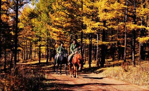 大兴安岭，秋季诺敏自然保护区内，护林员骑马在森林里巡护。  
